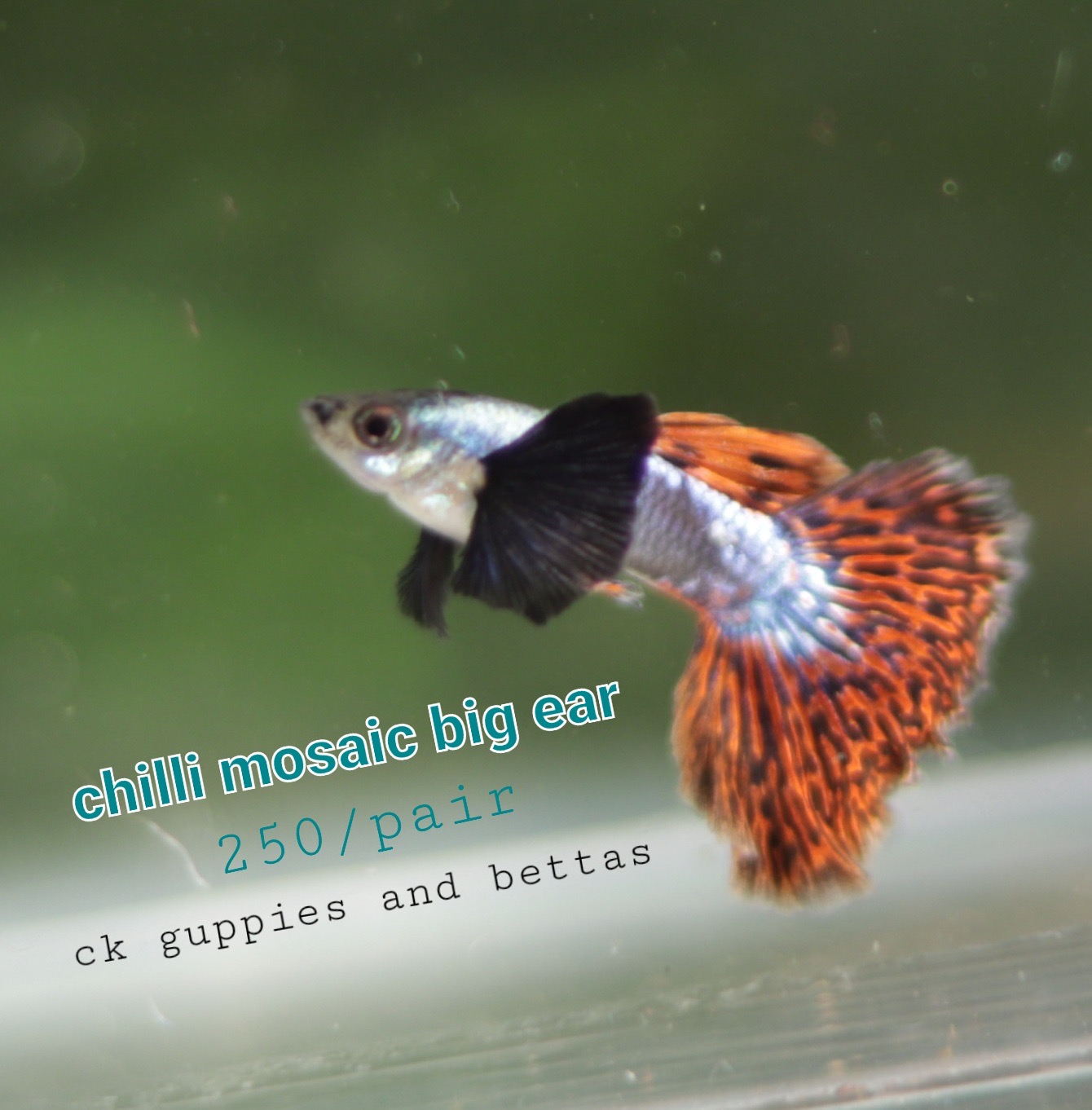Guppies