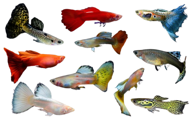 other fishes