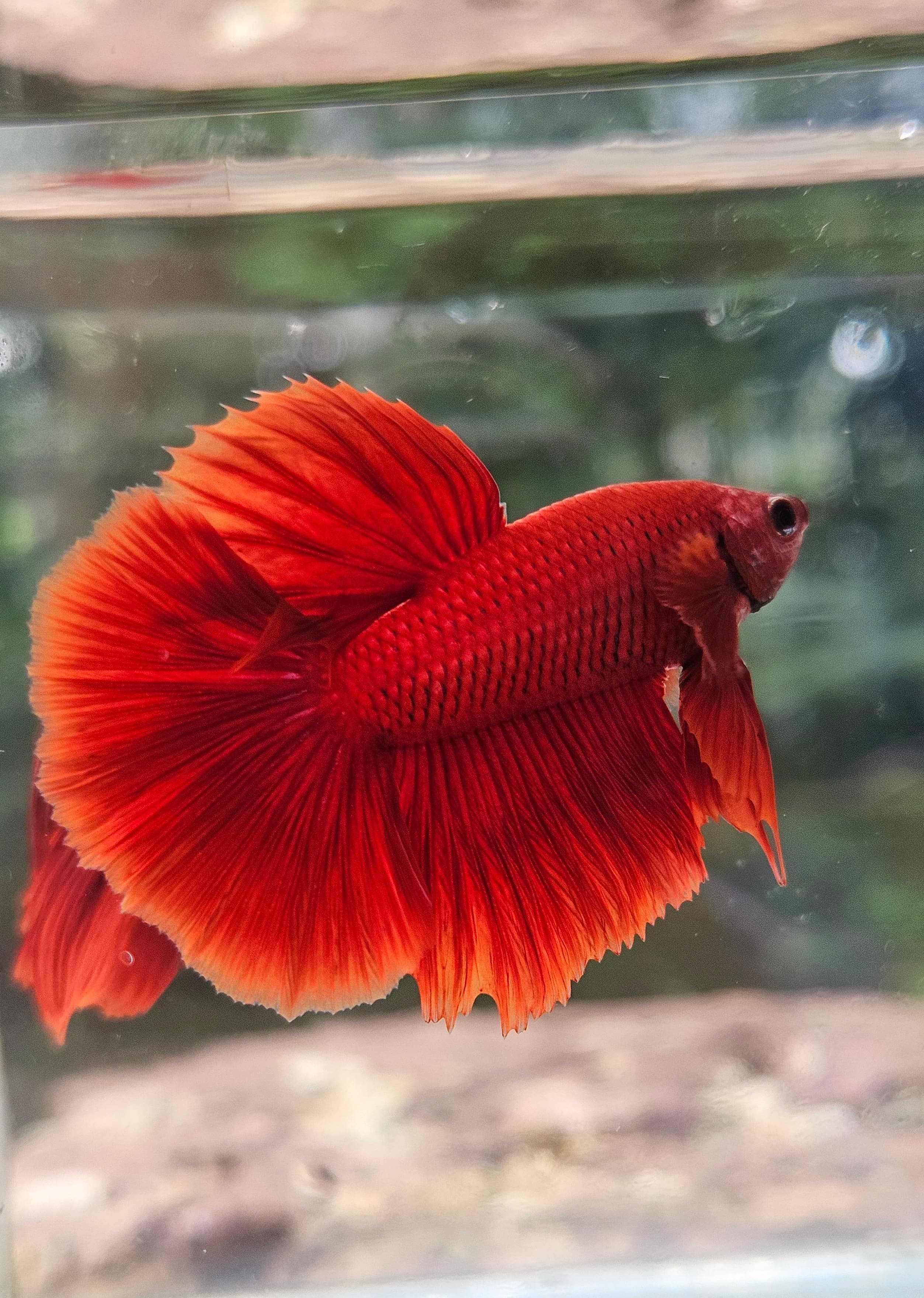 Bettas