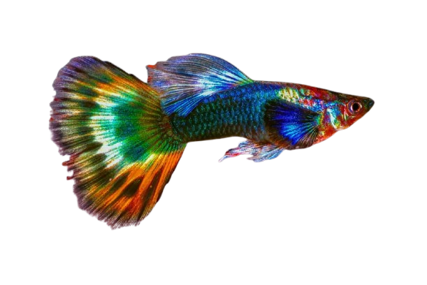 fish feeds