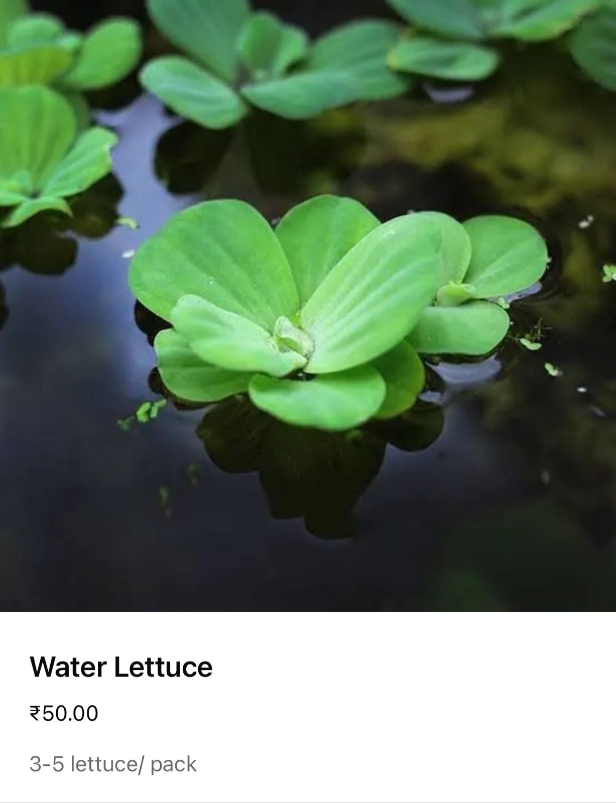 PLANTS