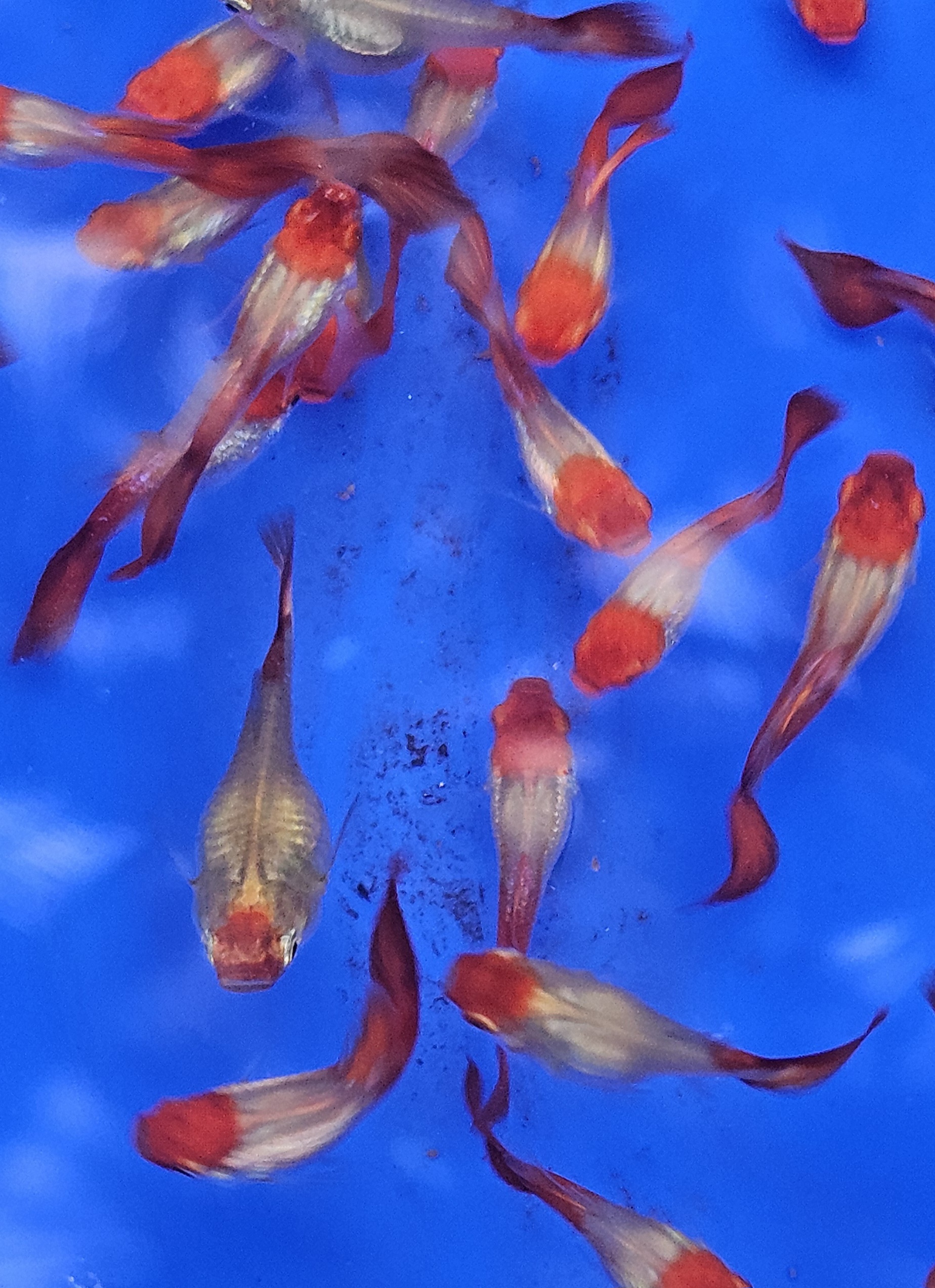 Blonde koi short body guppy