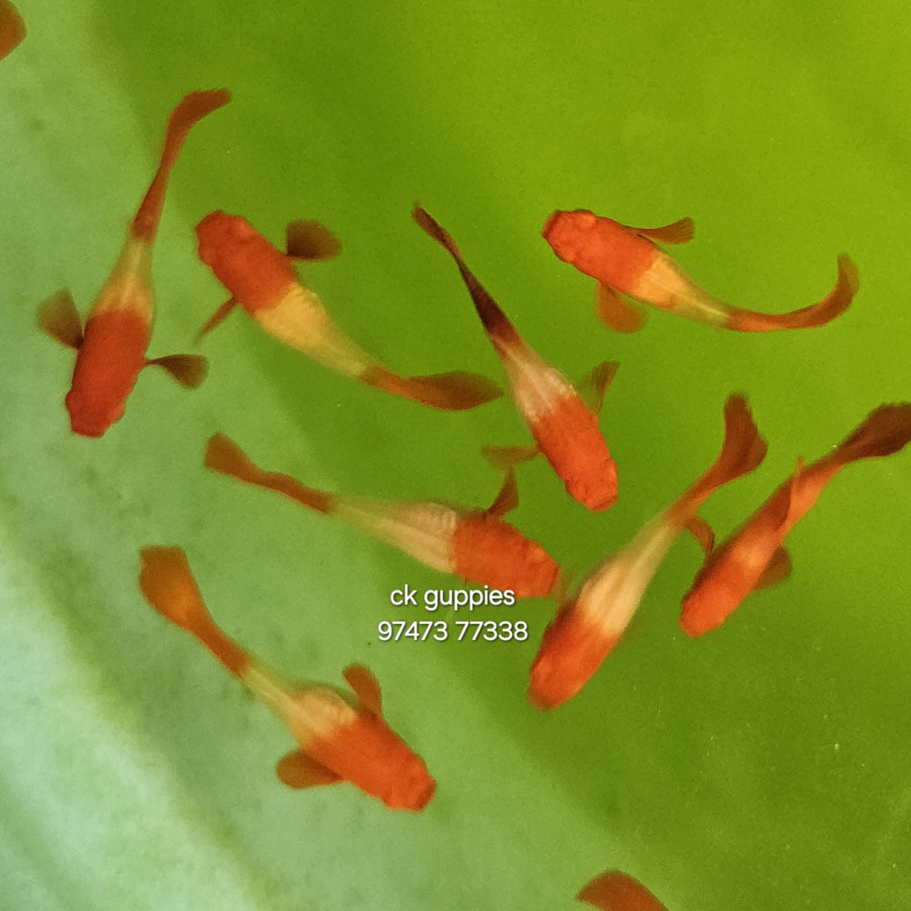 Albino koi red ear