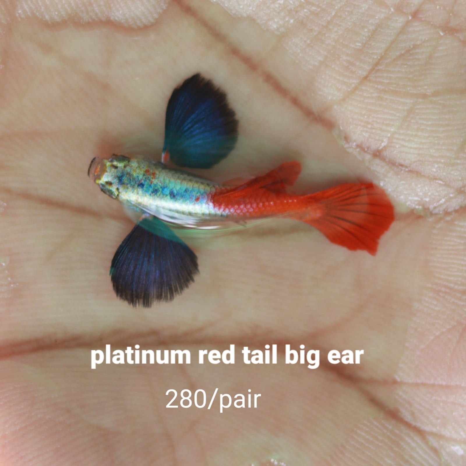 platinum red dumbo ear