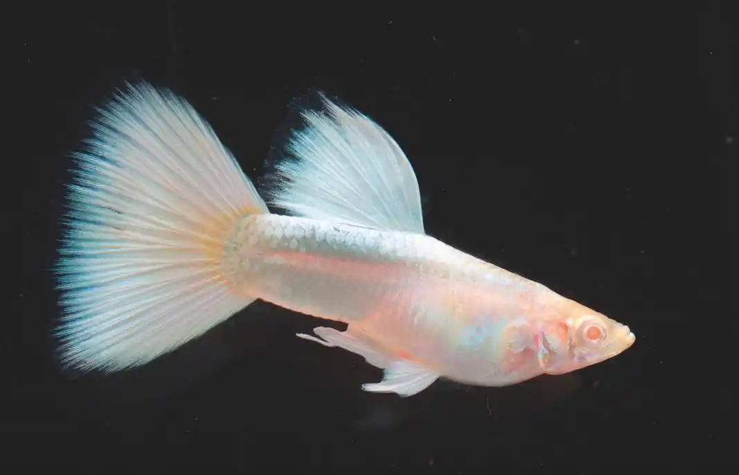 albino Full white