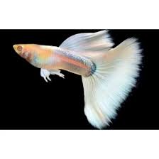 albino white