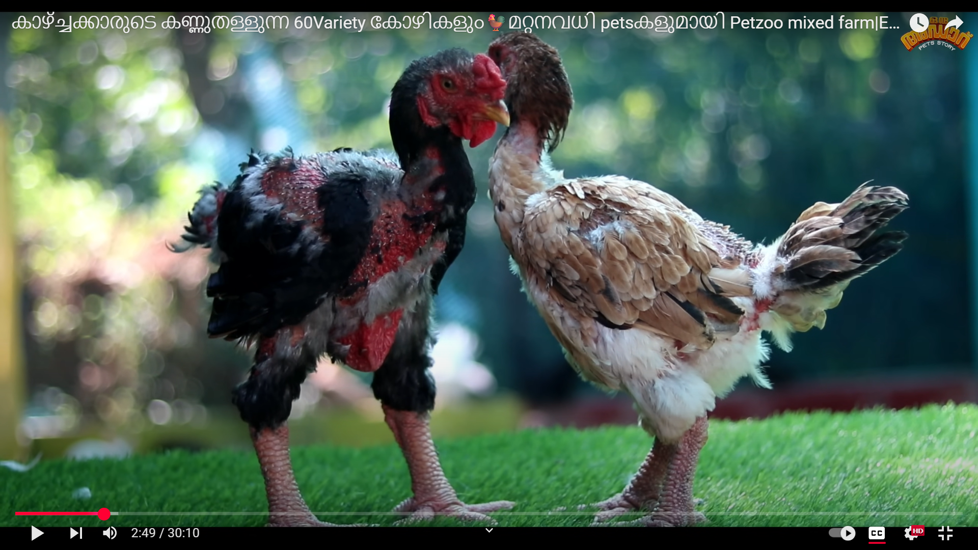 hen3