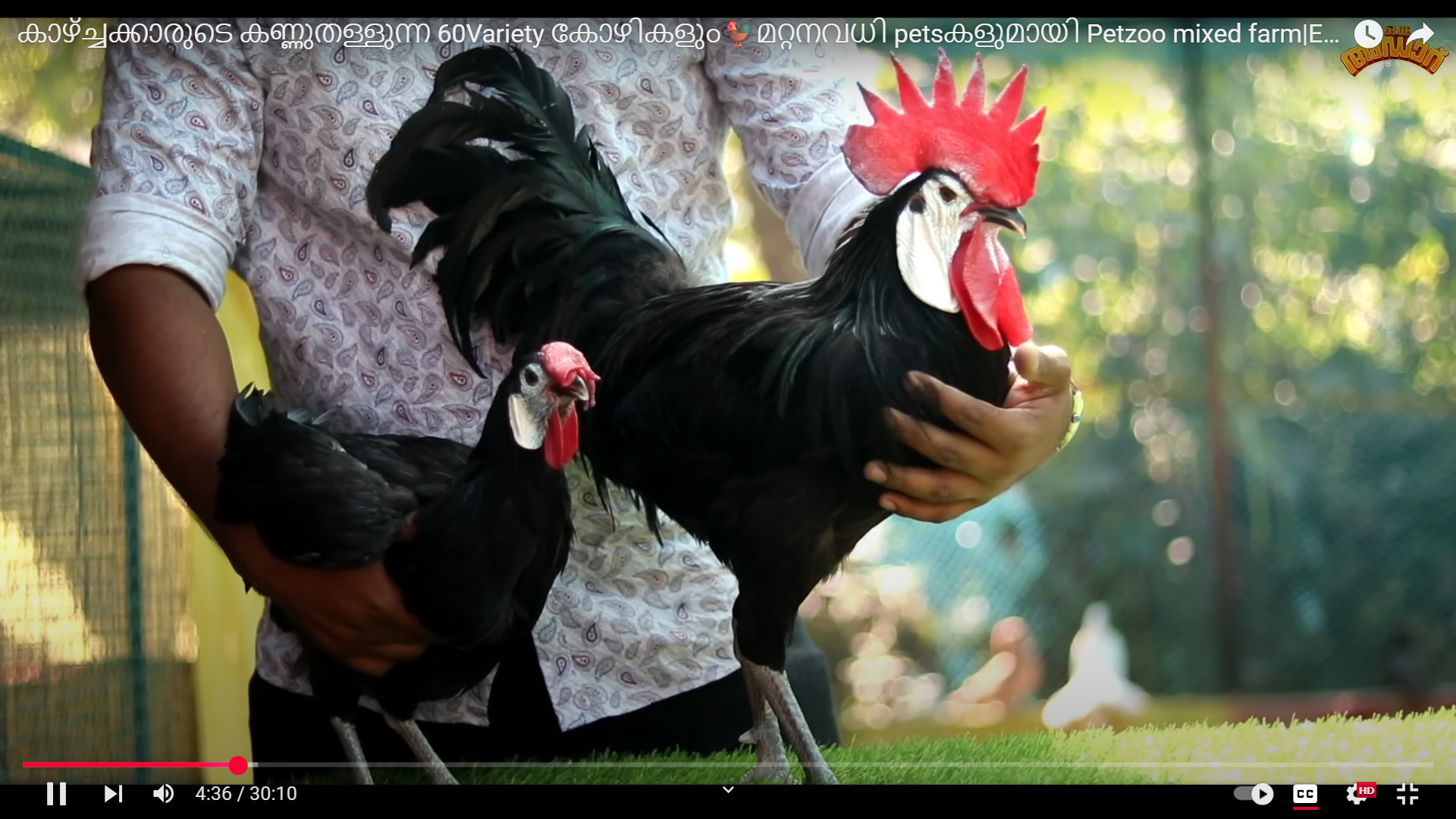 hen 5