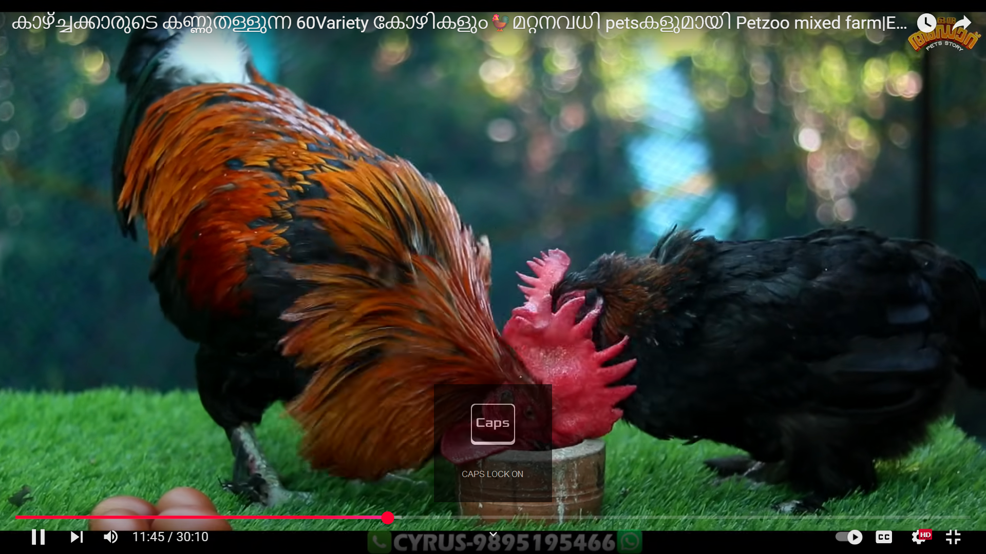 hen 4