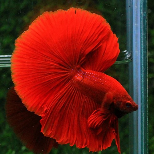 Full Red OHM Betta