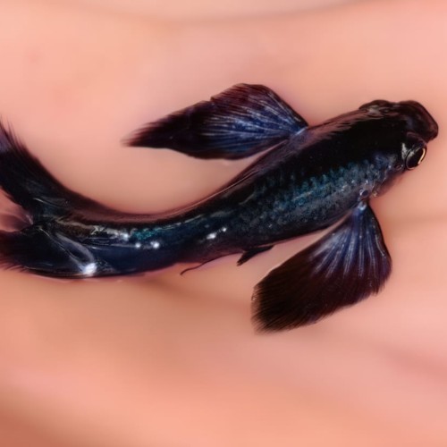 Blue Panda Guppy