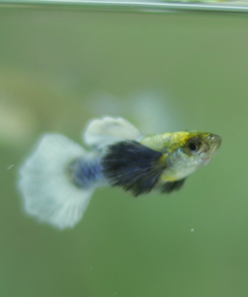 Platinum white big ear