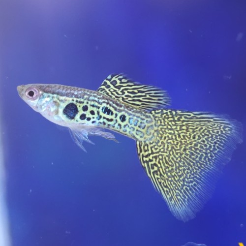 Yellow Lase Guppy