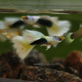 fish image