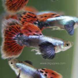 fish image