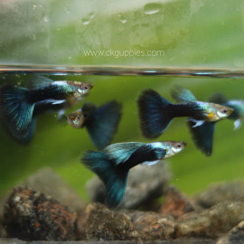 fish image