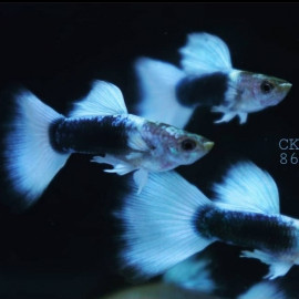 fish image